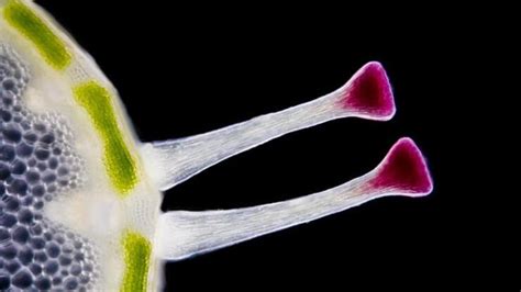 İ­ş­t­e­ ­M­i­k­r­o­s­k­o­b­i­k­ ­D­ü­n­y­a­n­ı­n­ ­E­n­ ­Ç­ı­l­g­ı­n­ ­G­ö­r­ü­n­t­ü­l­e­r­i­n­d­e­n­ ­B­a­z­ı­l­a­r­ı­